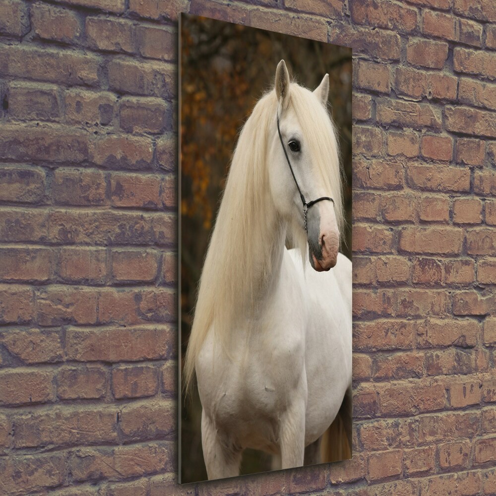 Tableau imprimé sur verre Cheval blanc