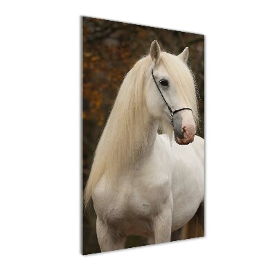 Tableau imprimé sur verre Cheval blanc