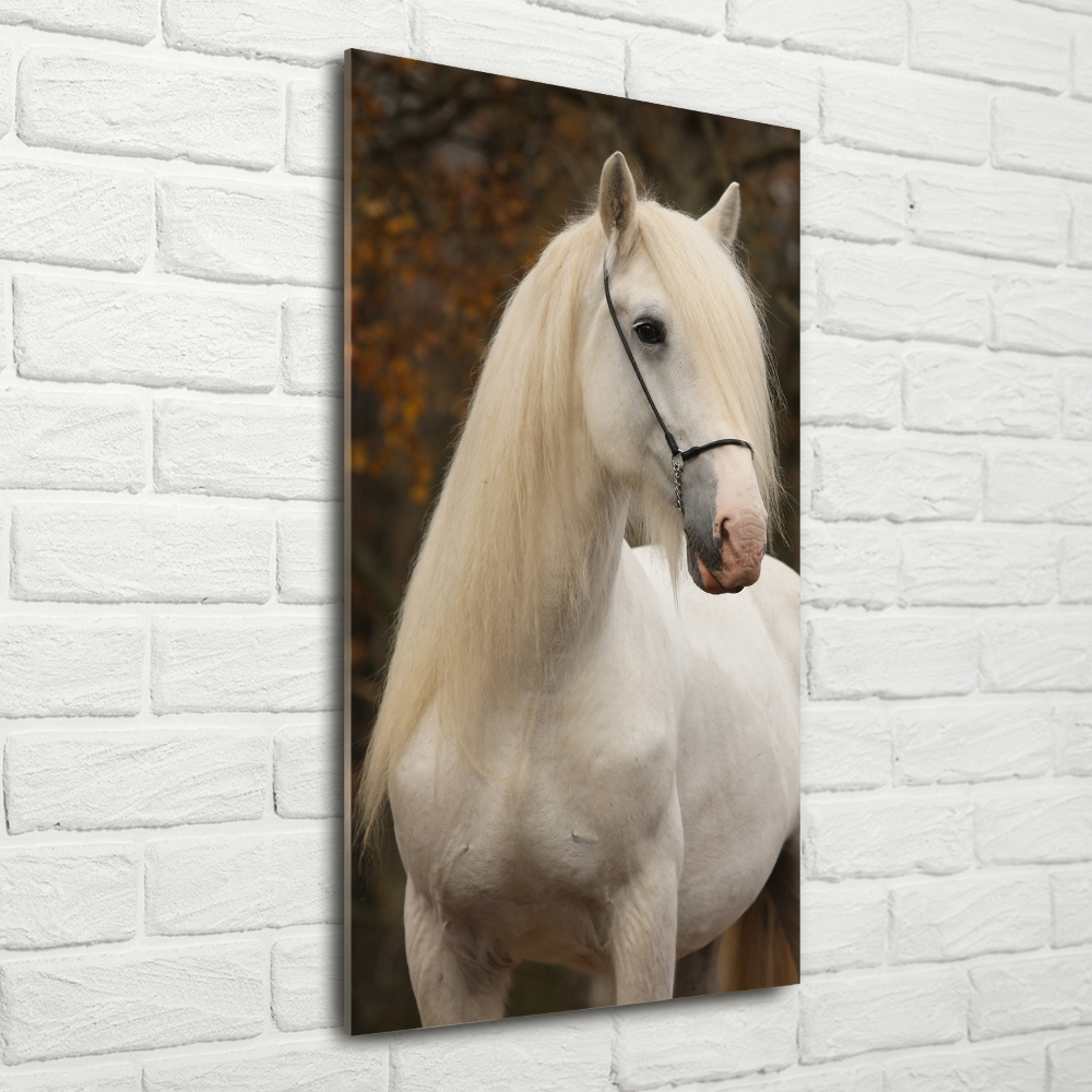 Tableau imprimé sur verre Cheval blanc