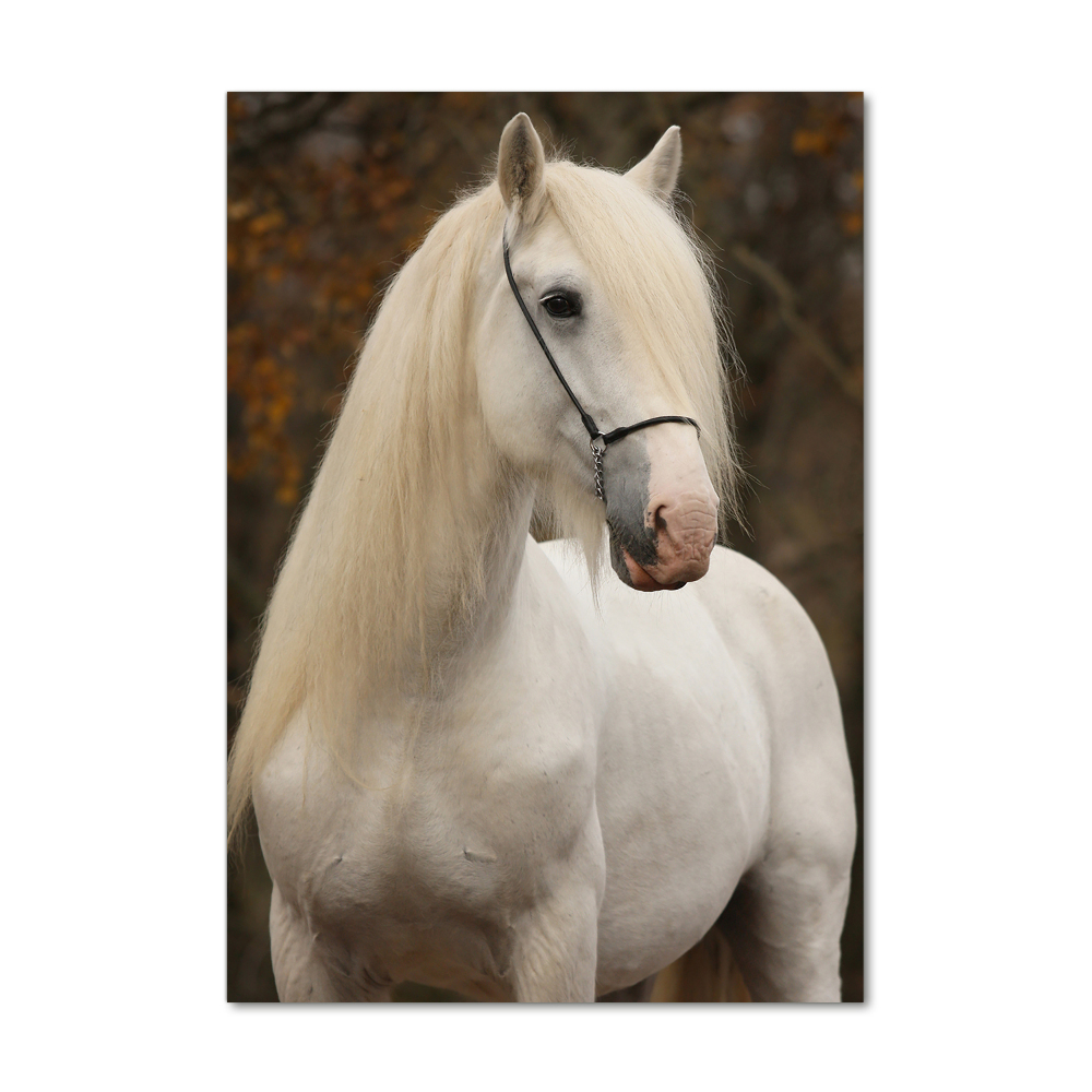 Tableau imprimé sur verre Cheval blanc