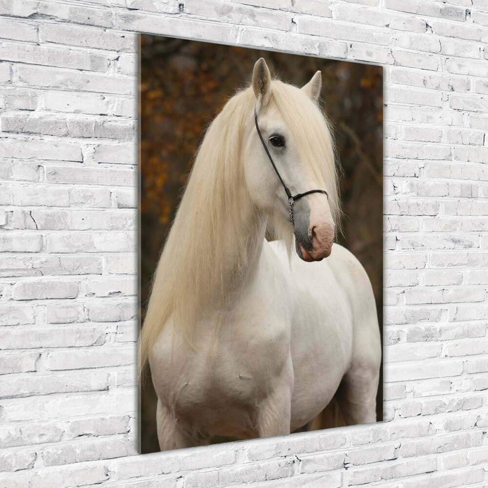 Tableau imprimé sur verre Cheval blanc