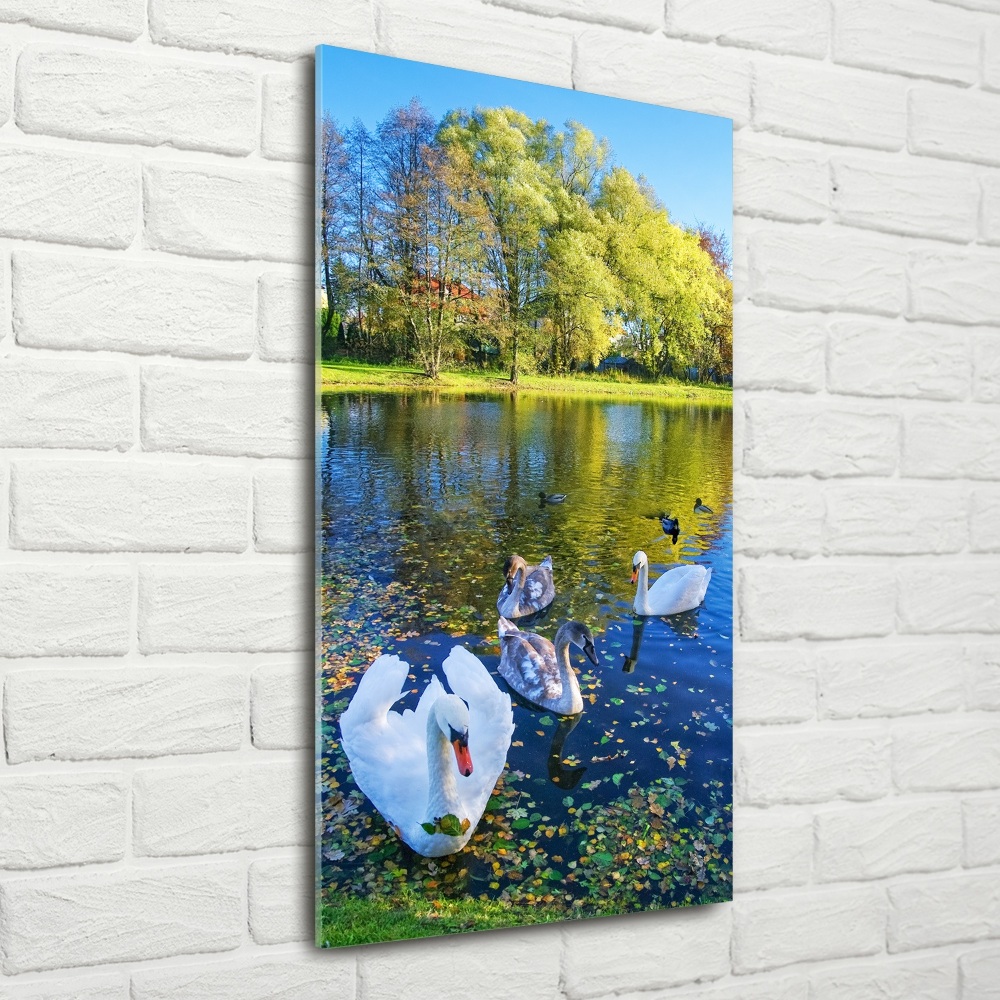 Tableau photo sur verre Cygnes sur un étang