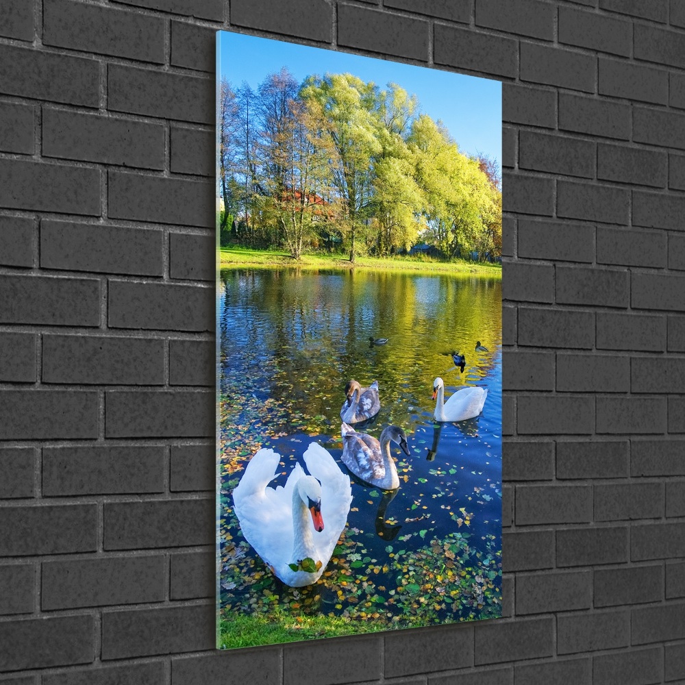 Tableau photo sur verre Cygnes sur un étang