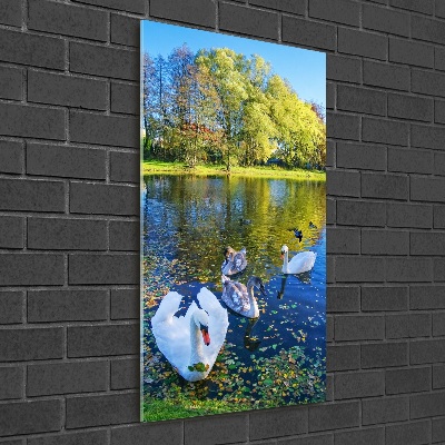 Tableau photo sur verre Cygnes sur un étang