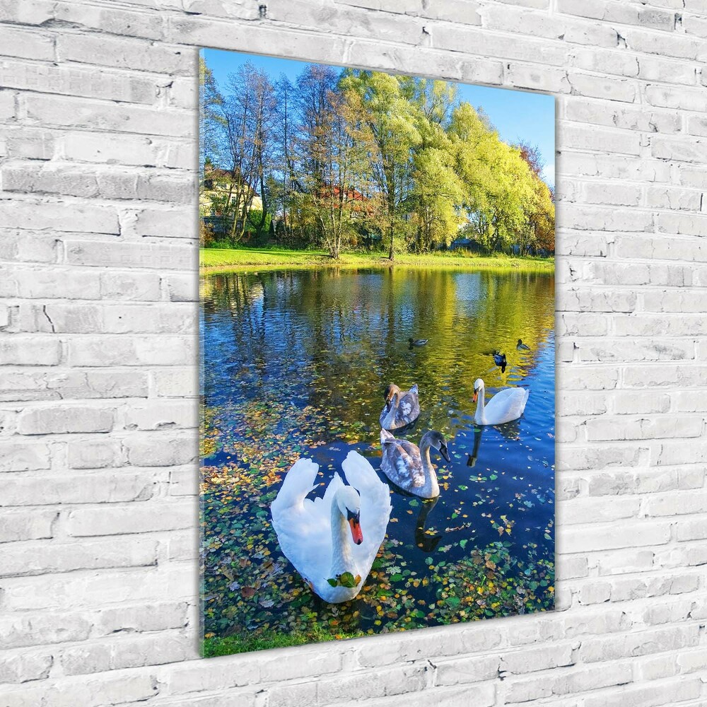 Tableau photo sur verre Cygnes sur un étang