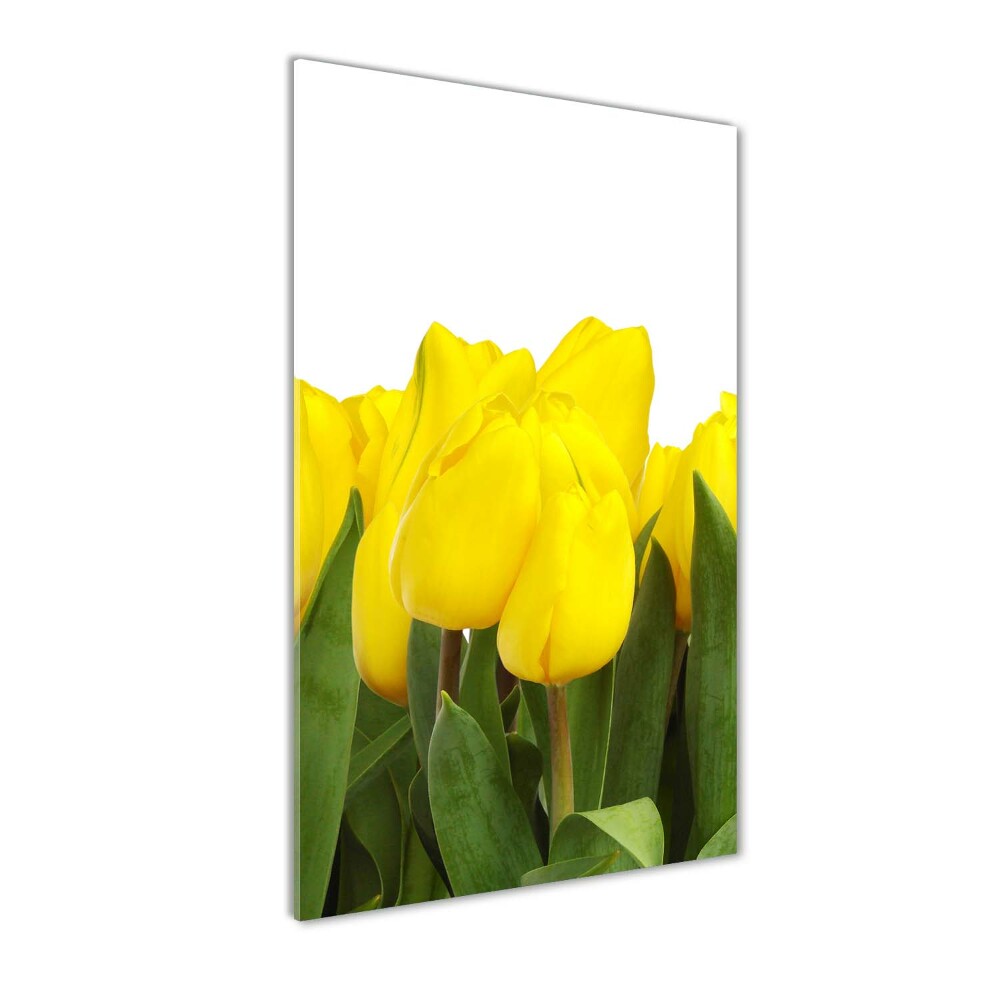 Tableau photo sur verre Tulipes jaunes