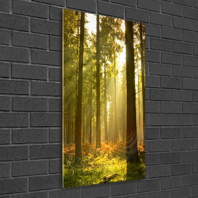 Tableau imprimé sur verre Belle forêt