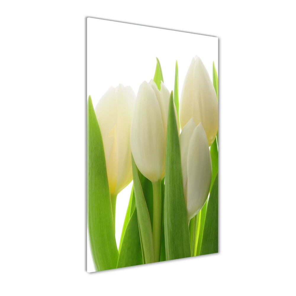 Tableau photo sur verre Tulipes blanches