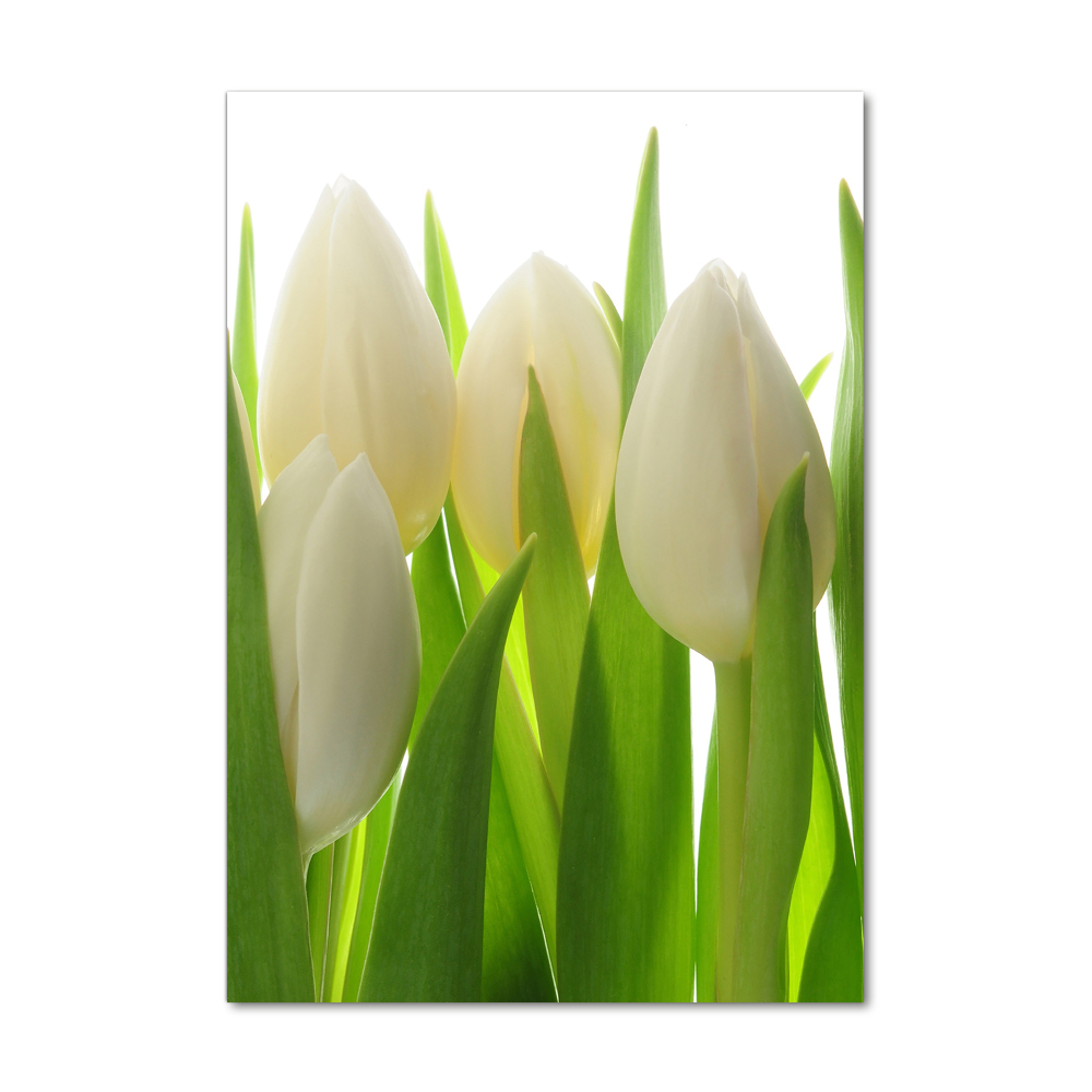 Tableau photo sur verre Tulipes blanches