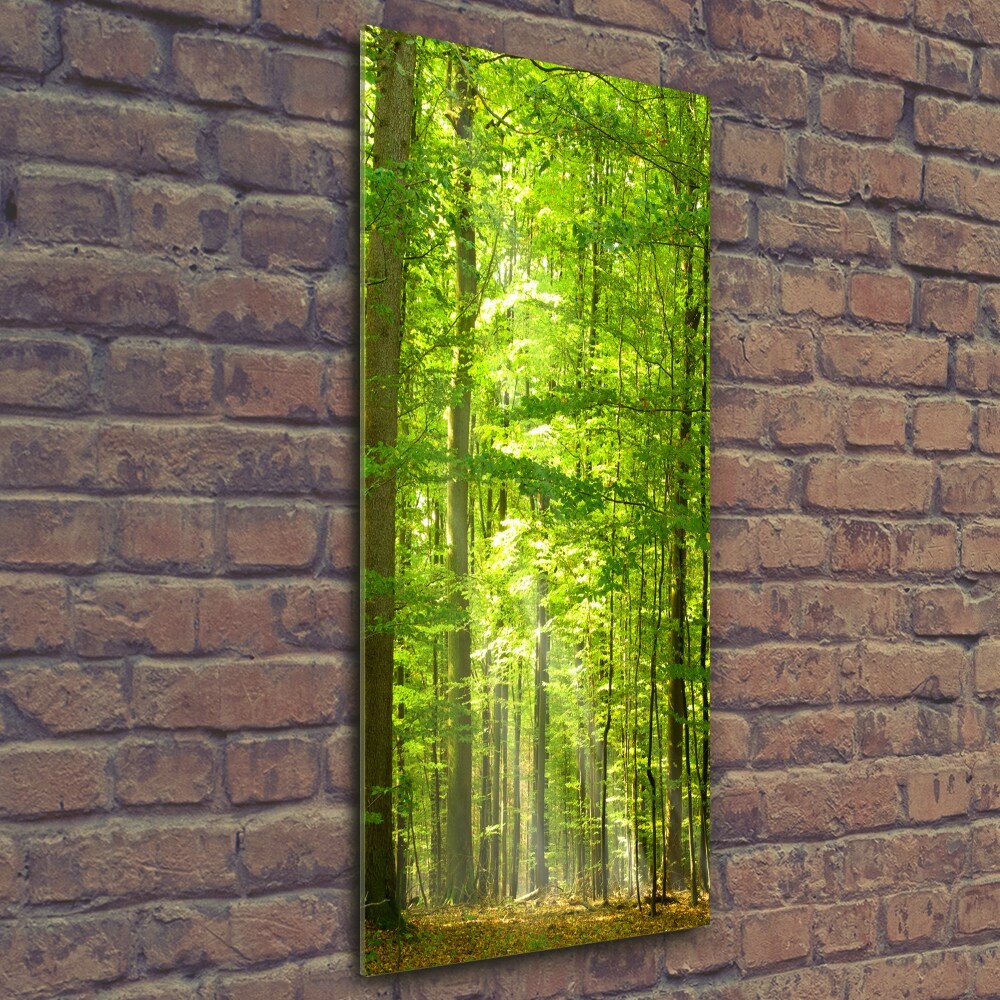 Tableau photo sur verre Forêt de hêtres