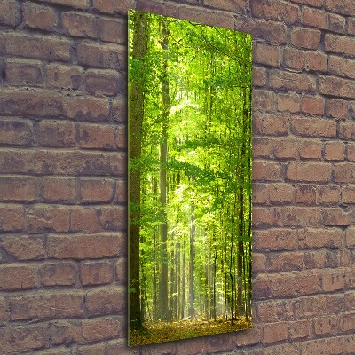 Tableau photo sur verre Forêt de hêtres