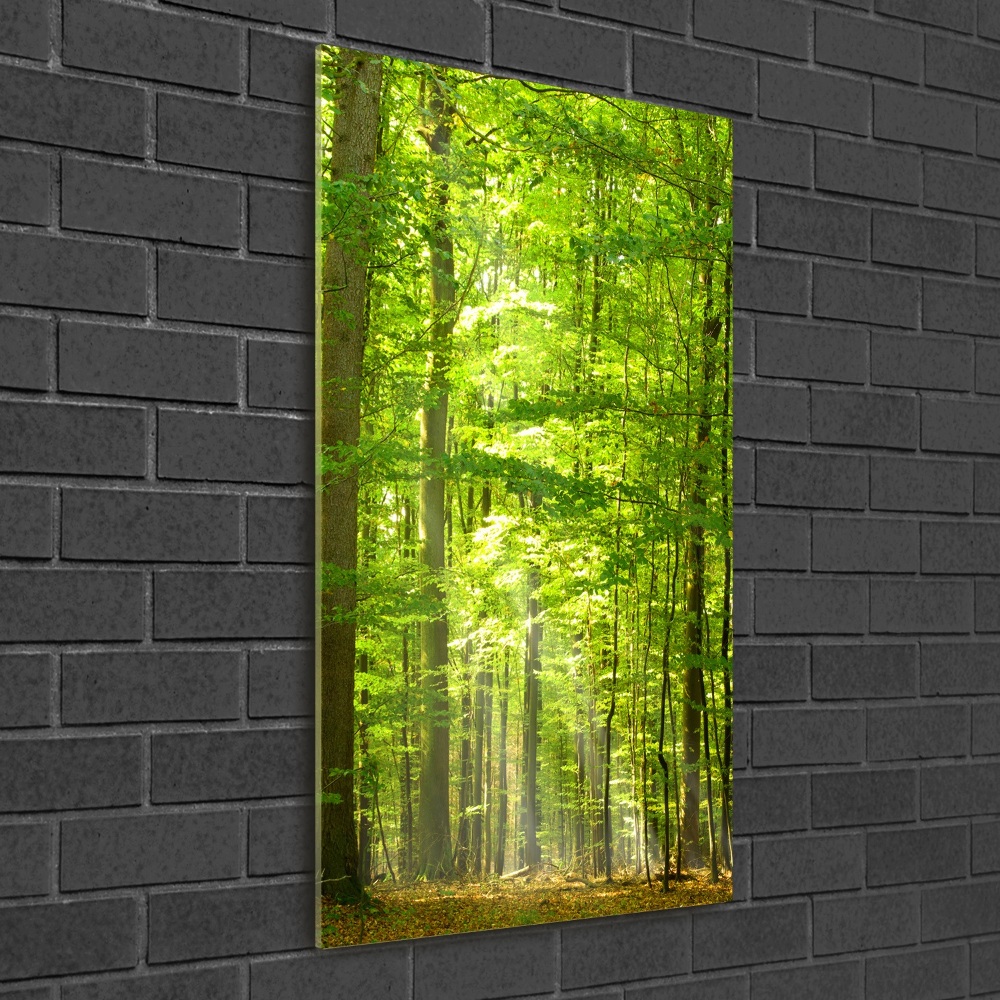 Tableau photo sur verre Forêt de hêtres