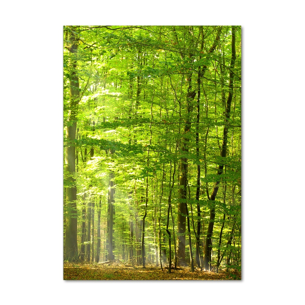 Tableau photo sur verre Forêt de hêtres