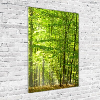 Tableau photo sur verre Forêt de hêtres