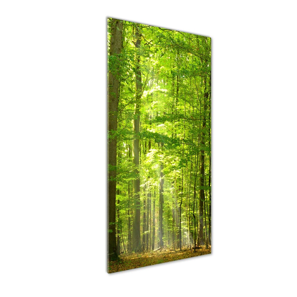 Tableau photo sur verre Forêt de hêtres