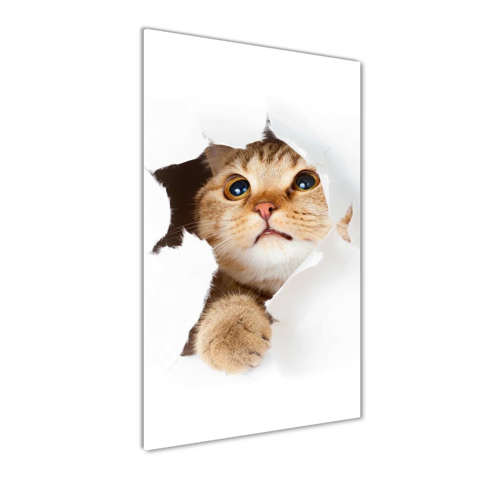 Tableau photo sur verre Chat