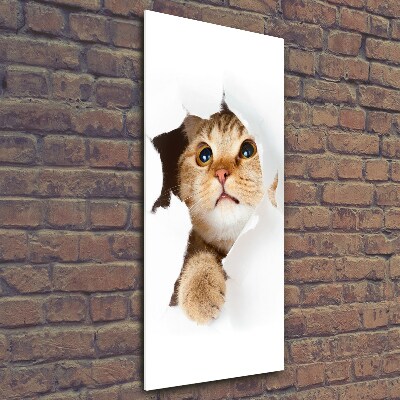 Tableau photo sur verre Chat