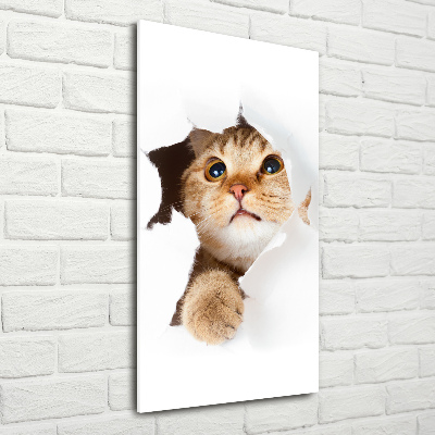 Tableau photo sur verre Chat