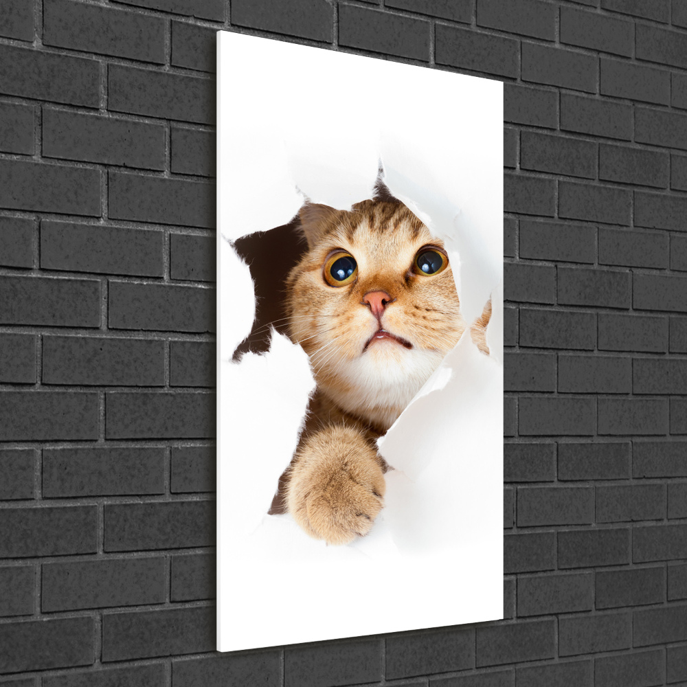 Tableau photo sur verre Chat