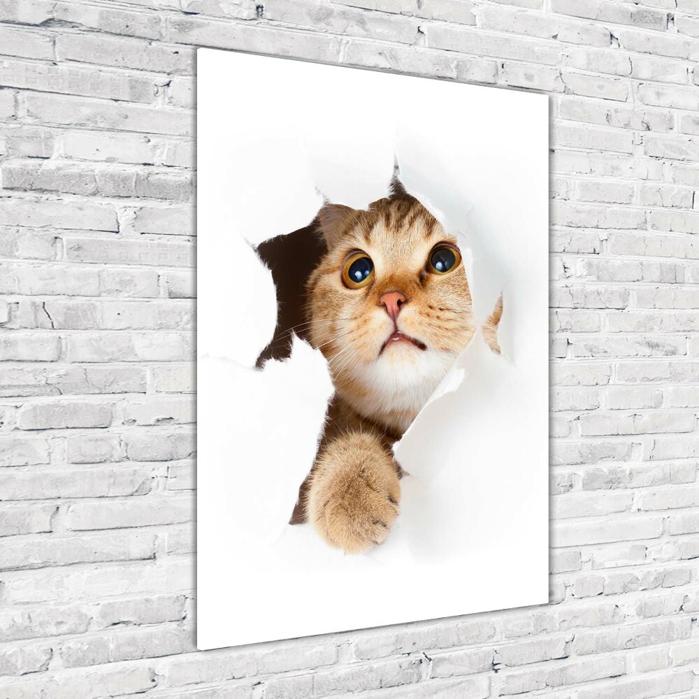 Tableau photo sur verre Chat