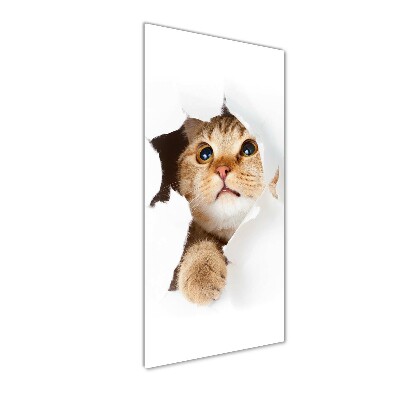 Tableau photo sur verre Chat