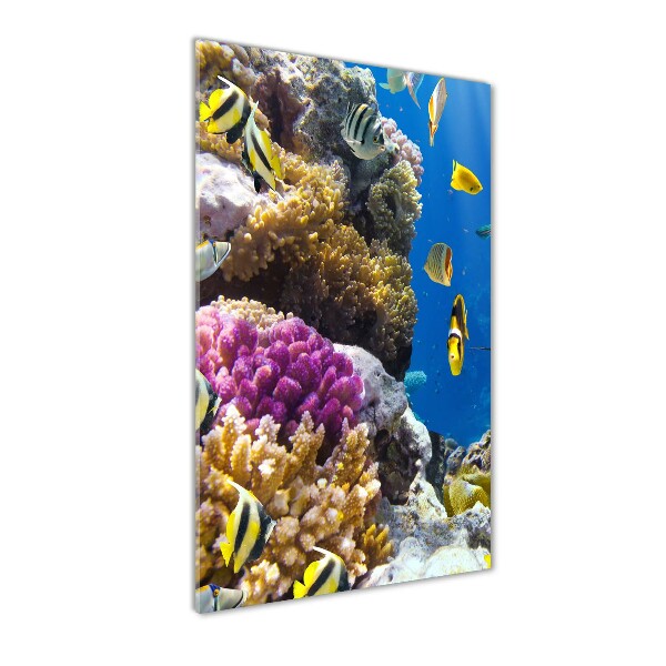 Récif de corail