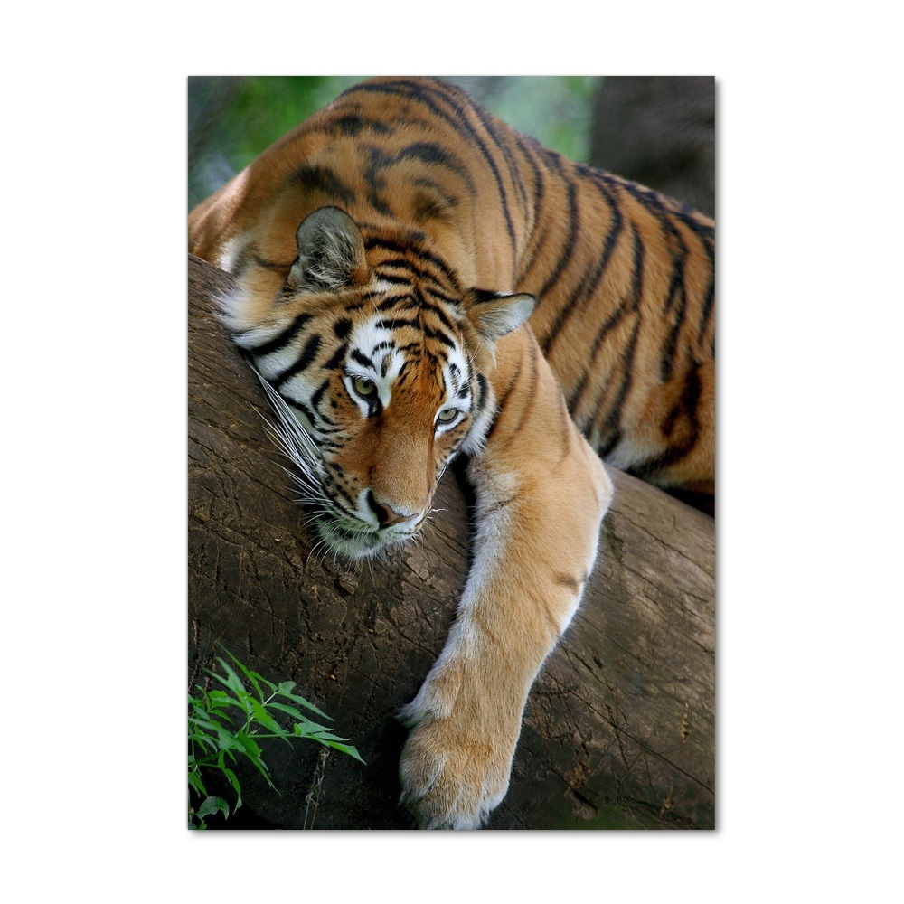 Tableau en verre Tigre dans un arbre