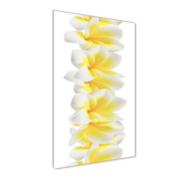 Plumeria