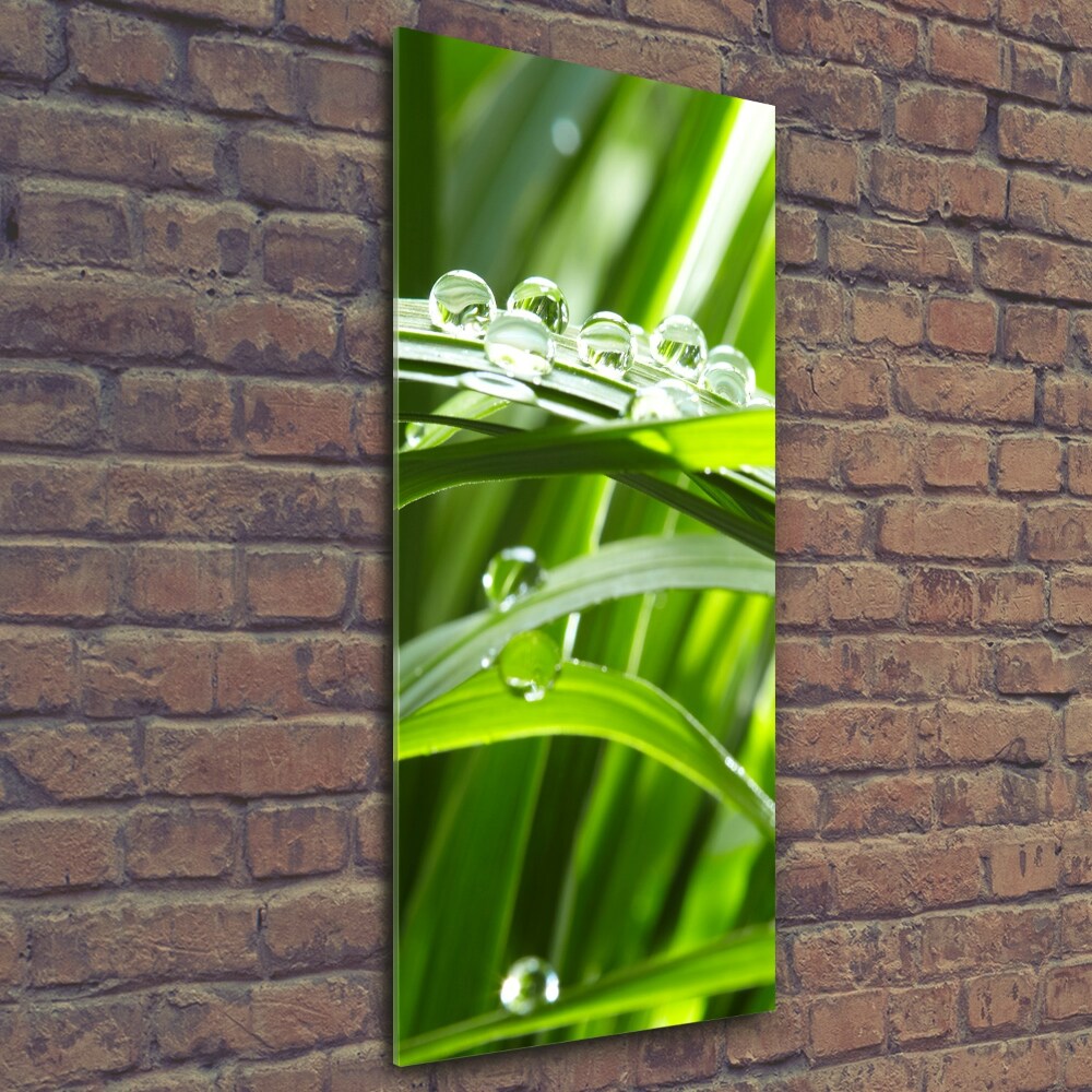 Tableau imprimé sur verre Tiges d'herbe verte