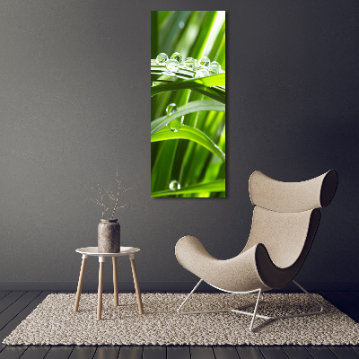 Tableau imprimé sur verre Tiges d'herbe verte