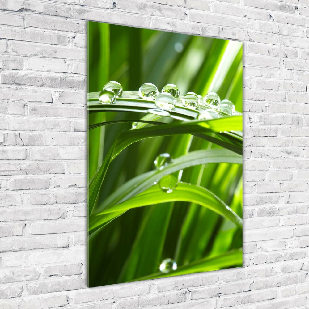 Tableau imprimé sur verre Tiges d'herbe verte