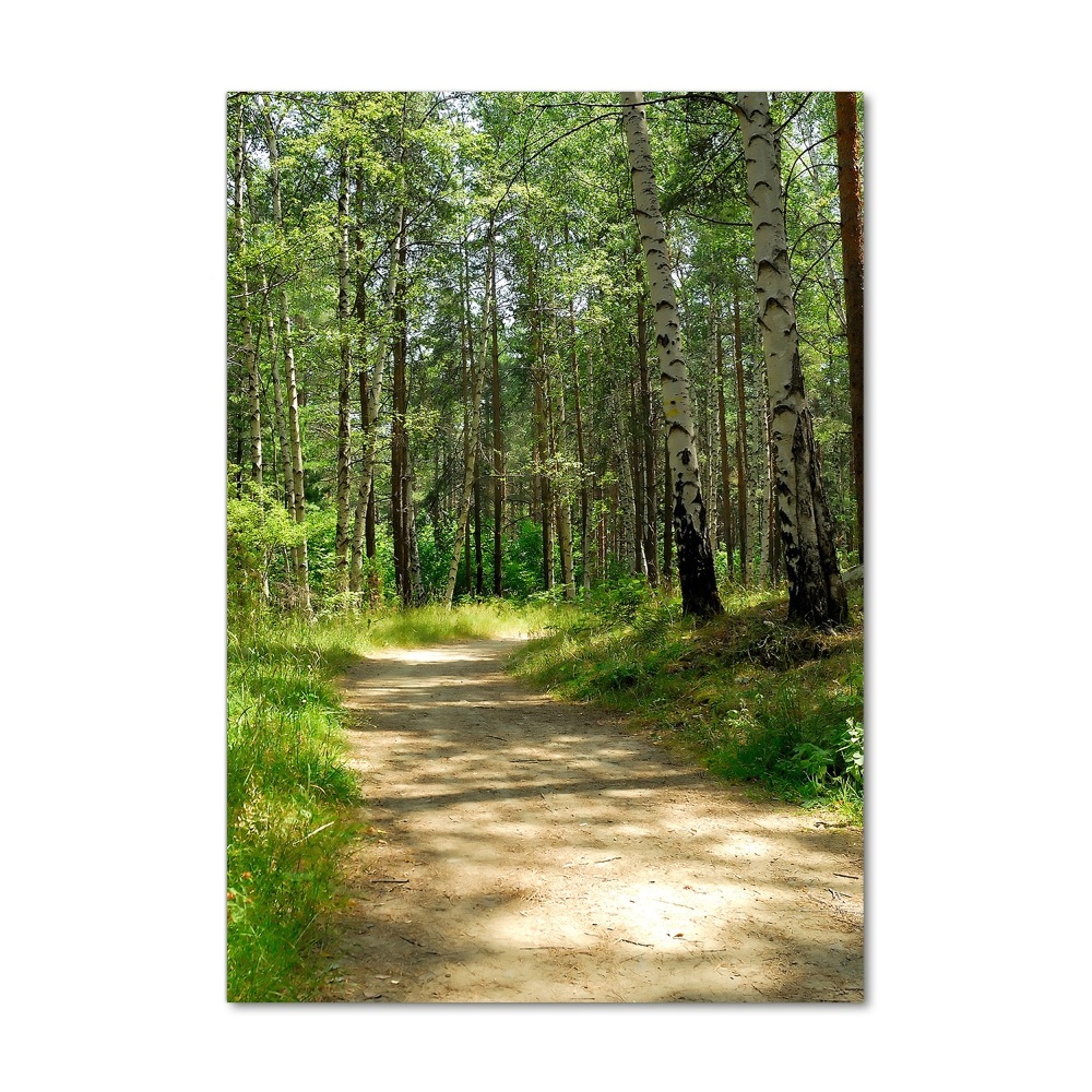 Tableau verre imprimé Forêt de bouleaux