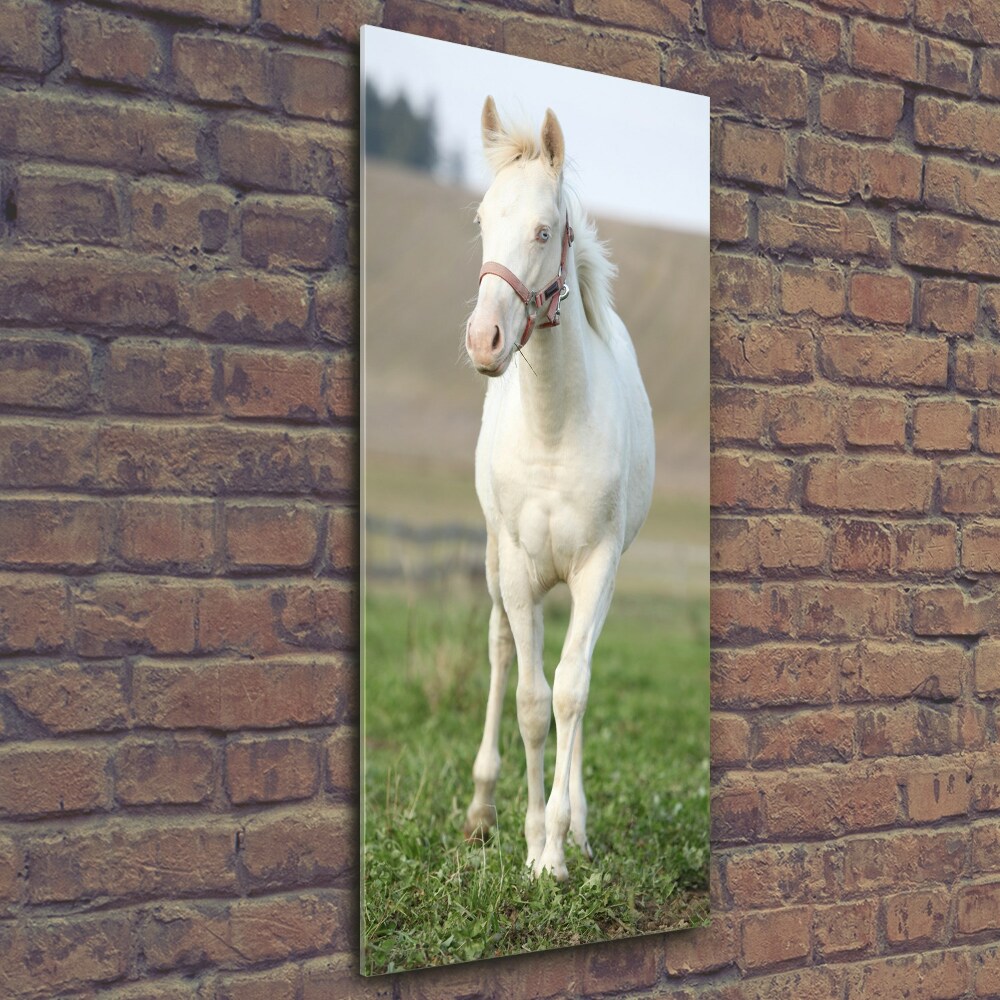 Tableau en verre Cheval albinos