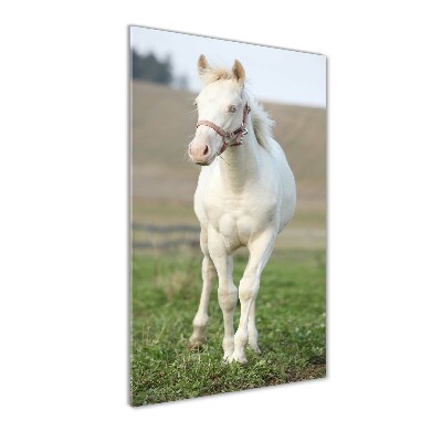 Tableau en verre Cheval albinos