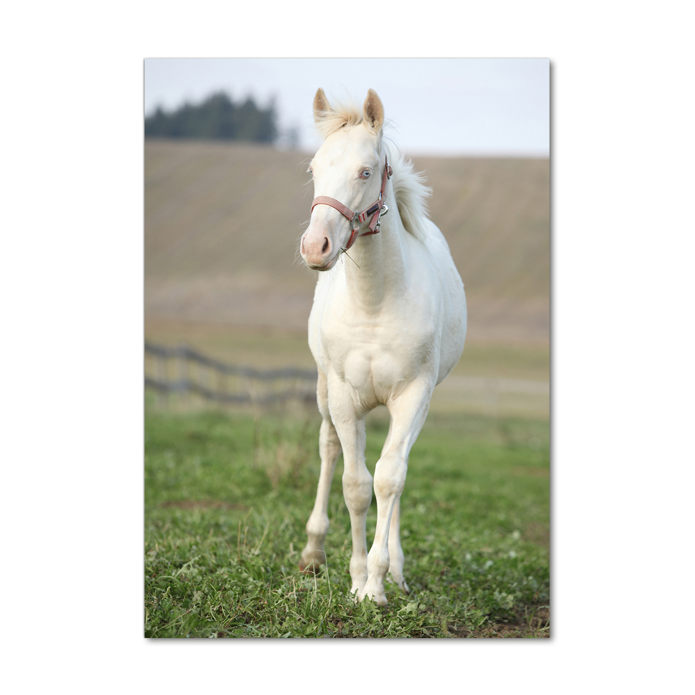 Tableau en verre Cheval albinos