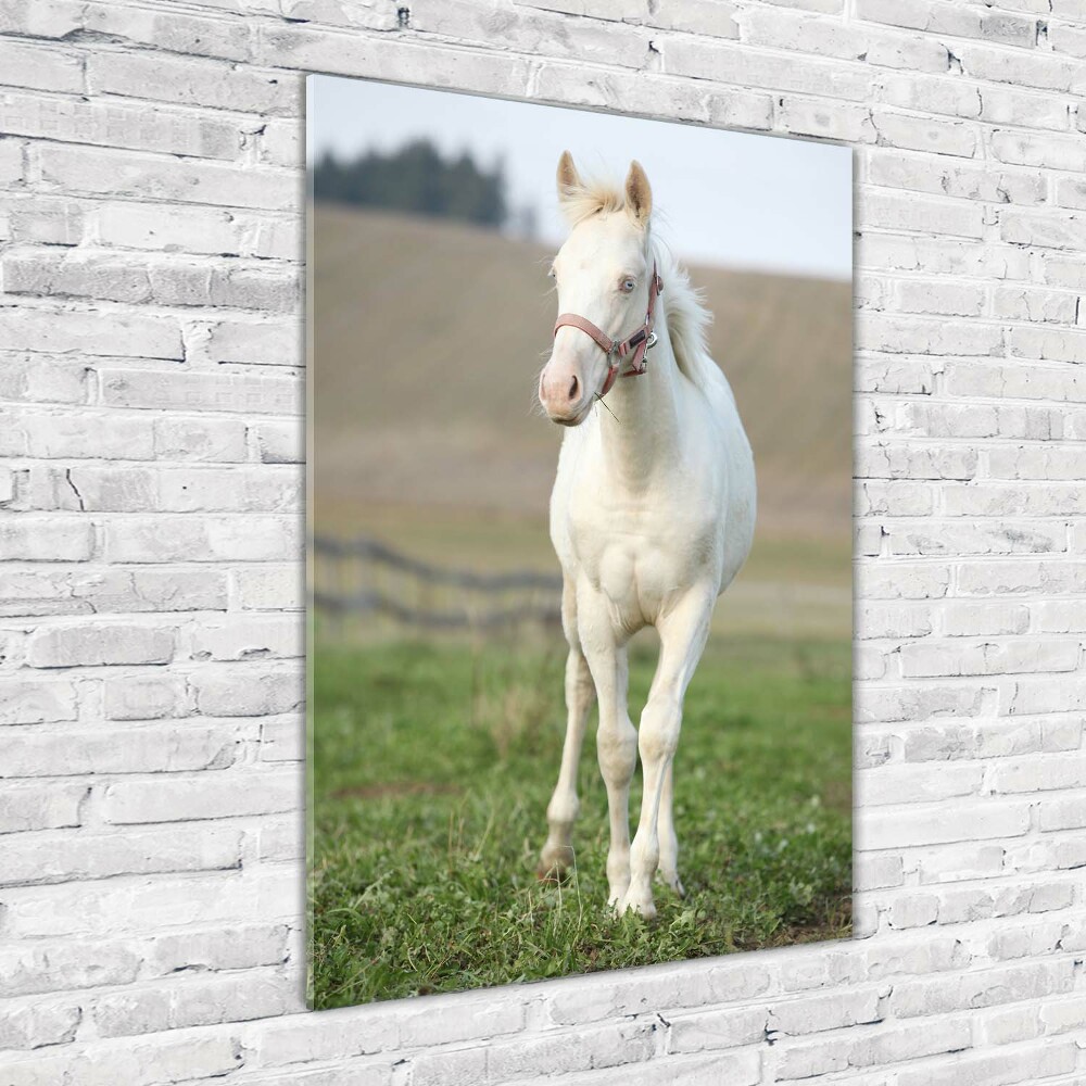 Tableau en verre Cheval albinos