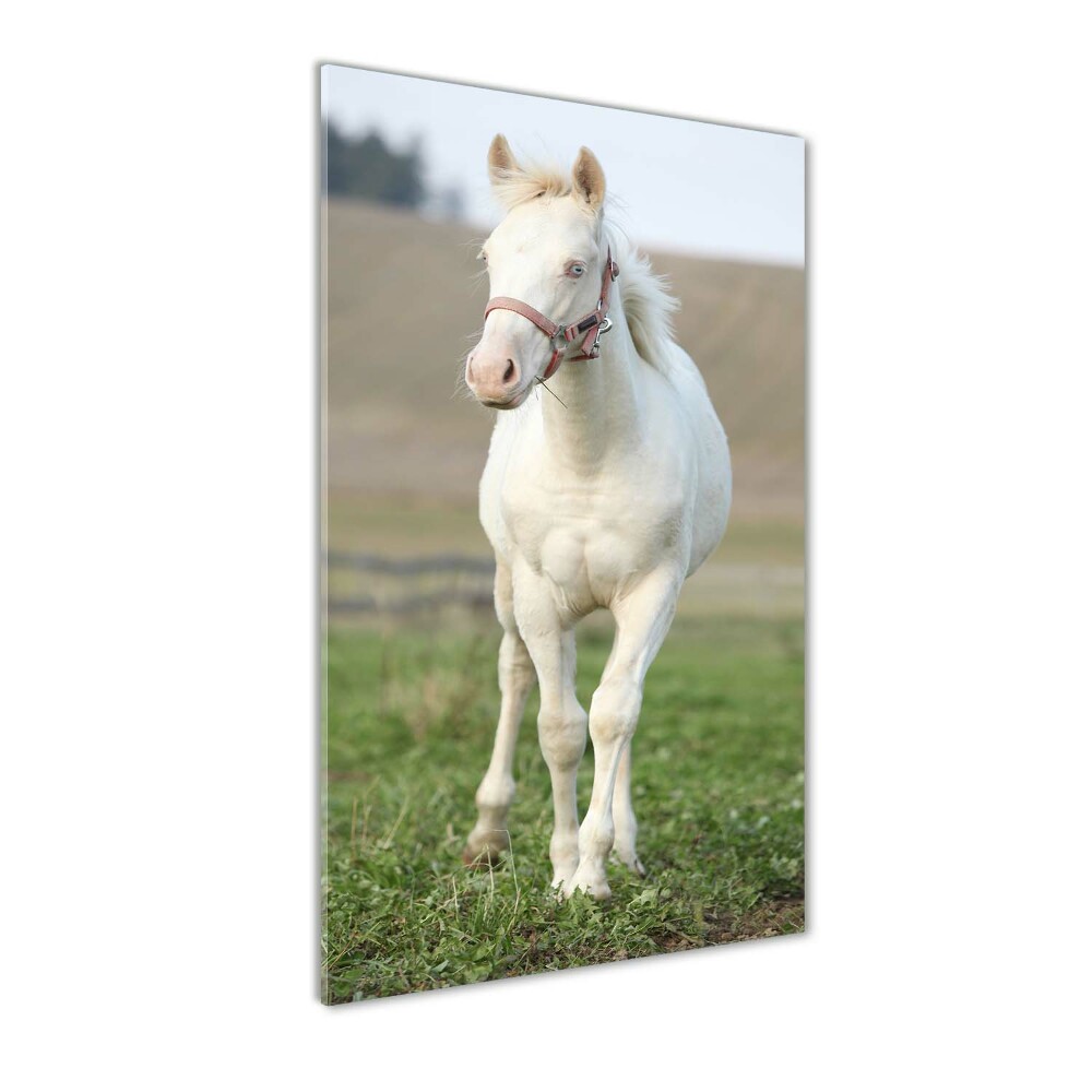 Tableau en verre Cheval albinos