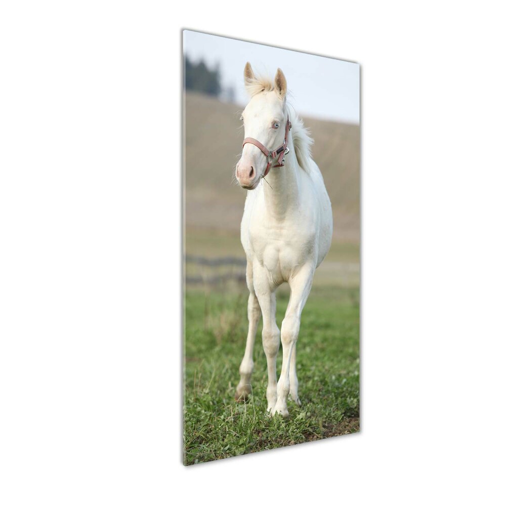 Tableau en verre Cheval albinos