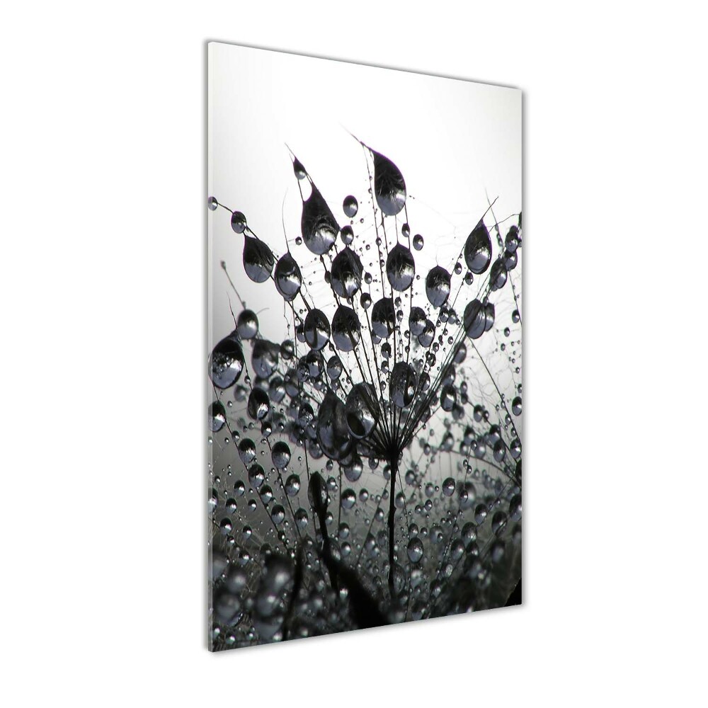 Tableau photo sur verre Graines de pissenlit