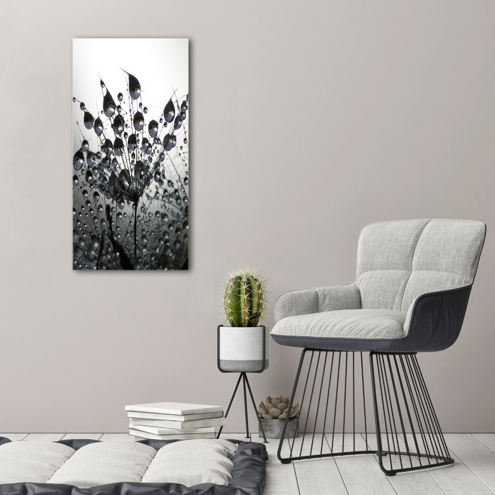 Tableau photo sur verre Graines de pissenlit