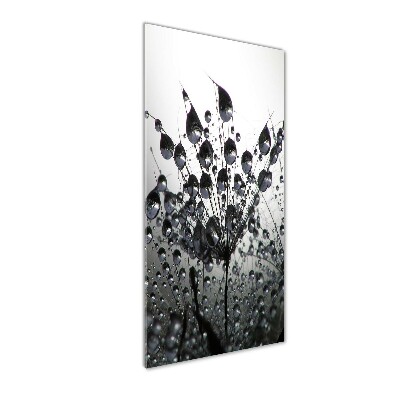 Tableau photo sur verre Graines de pissenlit