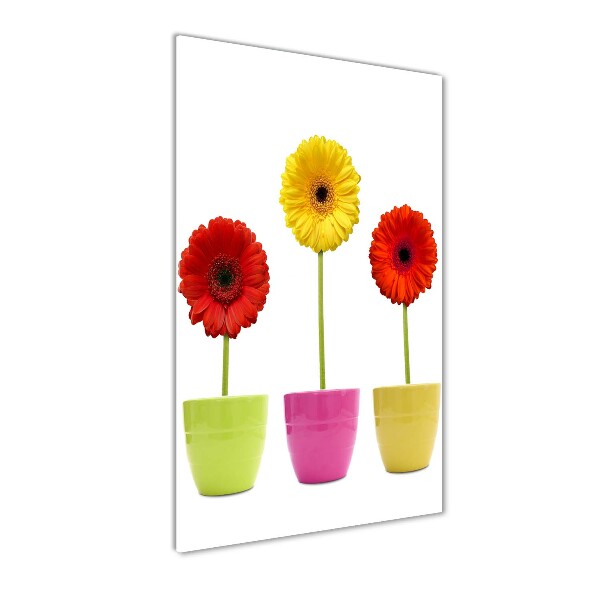 Gerberas colorés