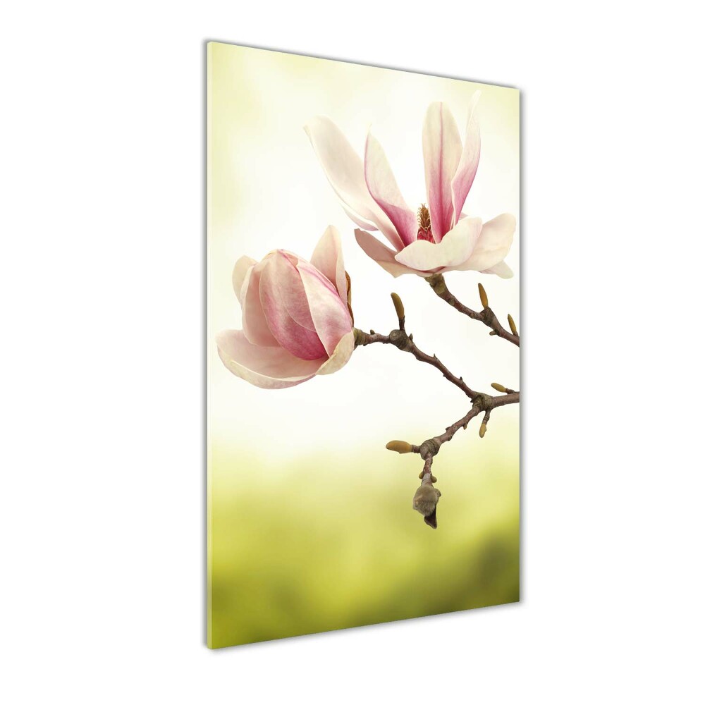 Tableau sur verre Fleurs de magnolias