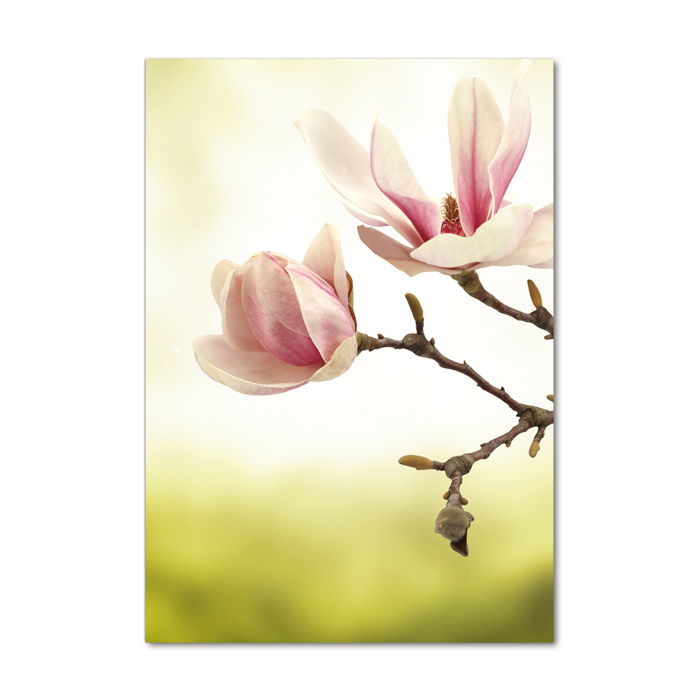 Tableau sur verre Fleurs de magnolias