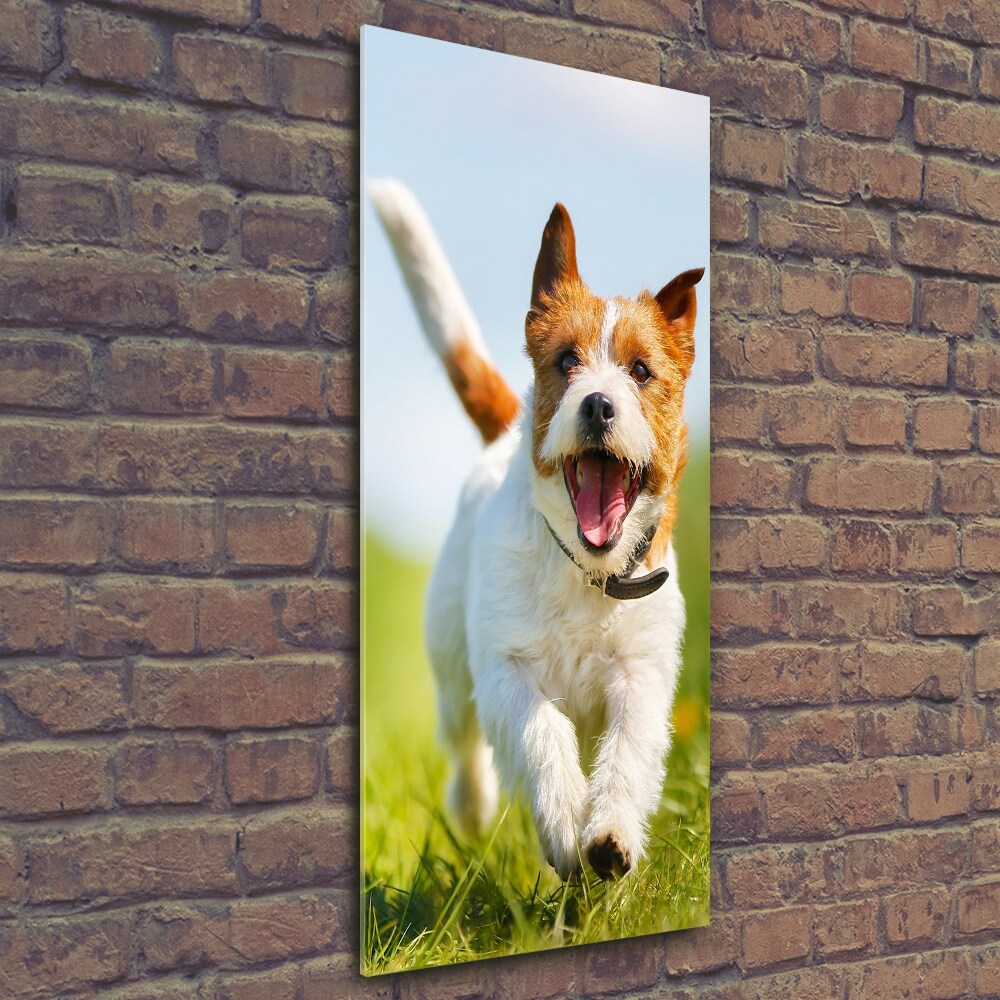 Tableau imprimé sur verre Chien Jack Russell