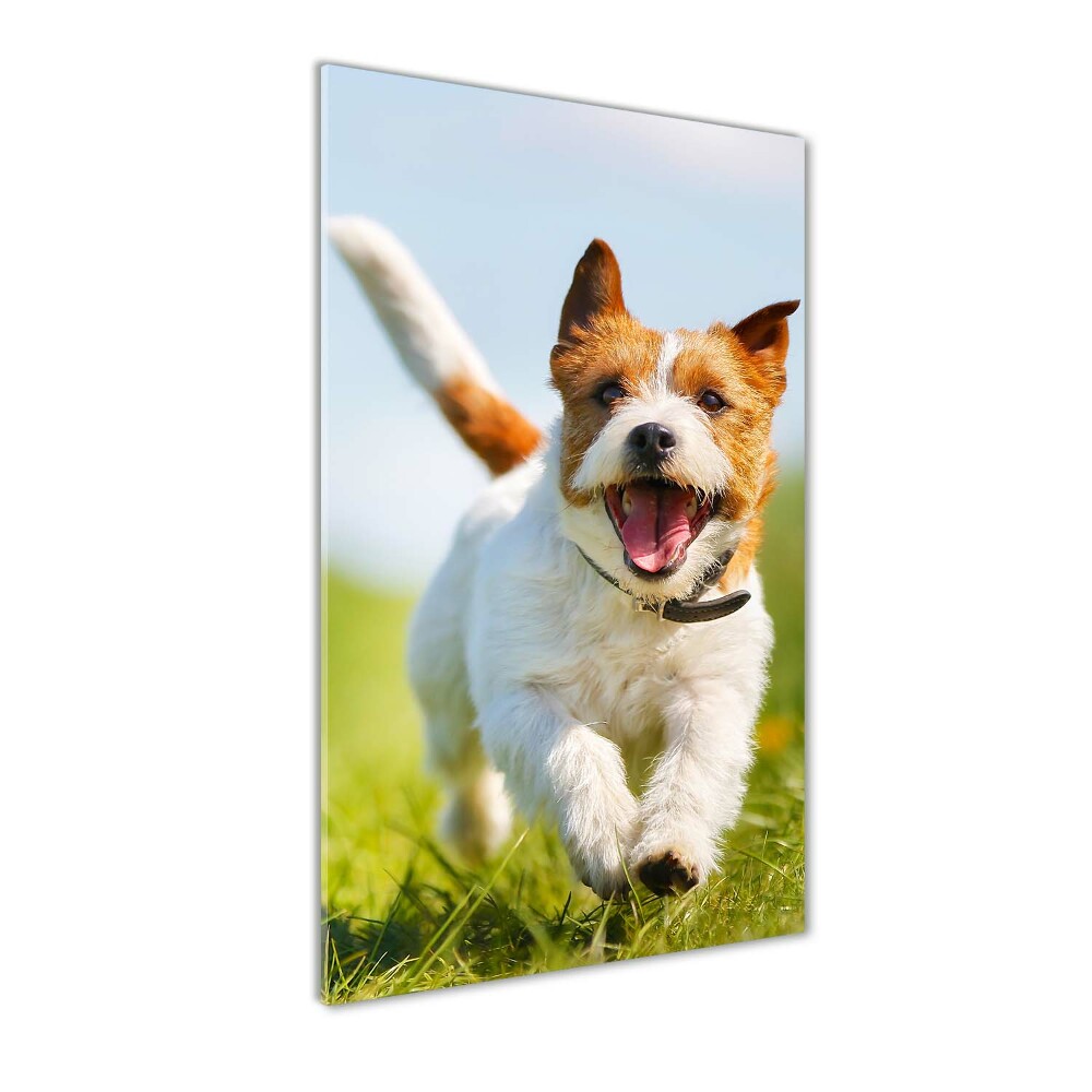 Tableau imprimé sur verre Chien Jack Russell