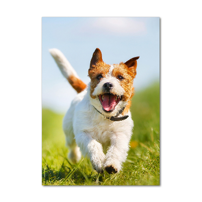 Tableau imprimé sur verre Chien Jack Russell