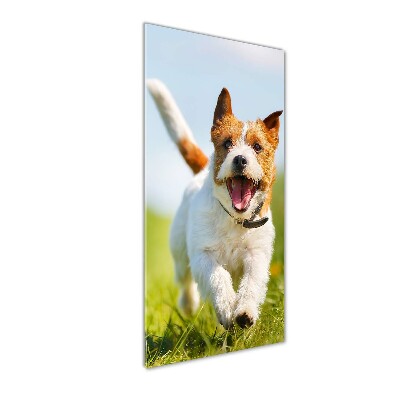 Tableau imprimé sur verre Chien Jack Russell