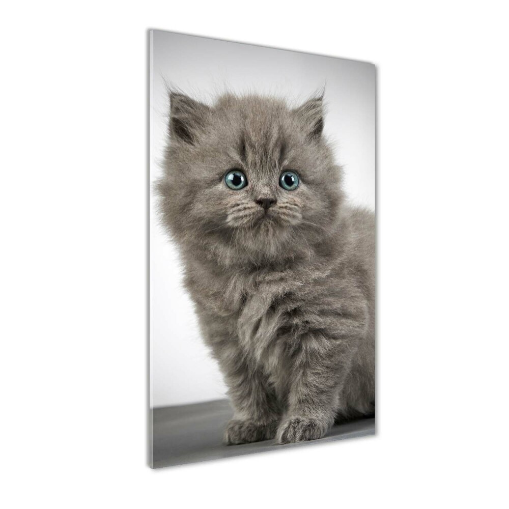 Tableau photo sur verre Chat gris britannique