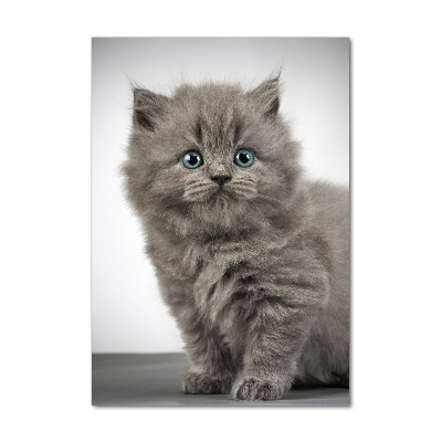 Tableau photo sur verre Chat gris britannique